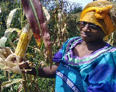 Mrs Mubita holds a sample of the ripe maize