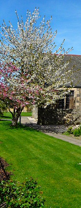 Spring trees outside the Methven Hall